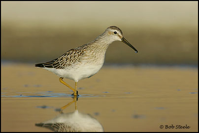 Stilt Sandpiper (Calidris himantopus)