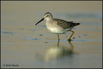 Stilt Sandpiper (Calidris himantopus)