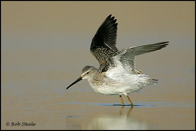 Stilt Sandpiper (Calidris himantopus)