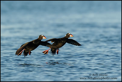 Surf Scoter (Melanitta perspicillata)