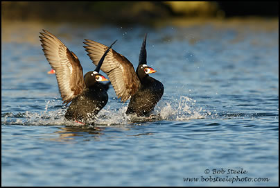 Surf Scoter (Melanitta perspicillata)