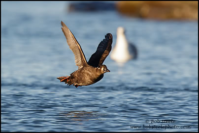 Surf Scoter (Melanitta perspicillata)