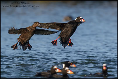 Surf Scoter (Melanitta perspicillata)