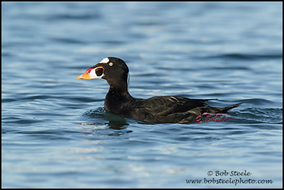 Surf Scoter (Melanitta perspicillata)