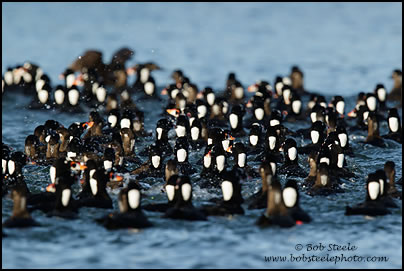 Surf Scoter (Melanitta perspicillata)