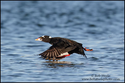 Surf Scoter (Melanitta perspicillata)