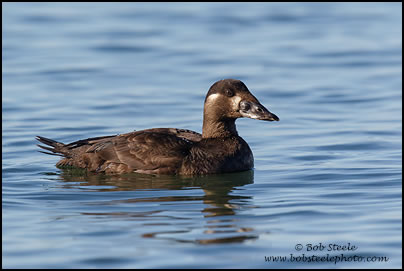 Surf Scoter (Melanitta perspicillata)