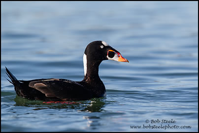 Surf Scoter (Melanitta perspicillata)