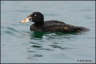 Surf Scoter (Melanitta perspicillata)