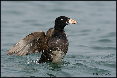 Surf Scoter (Melanitta perspicillata)