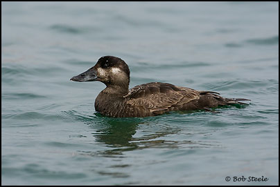Surf Scoter (Melanitta perspicillata)