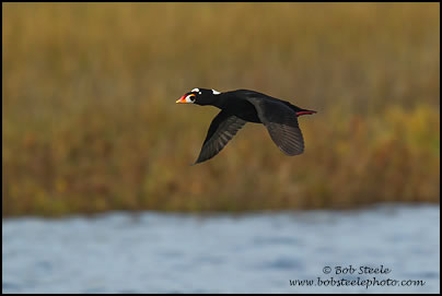 Surf Scoter (Melanitta perspicillata)