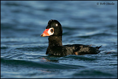 Surf Scoter (Melanitta perspicillata)