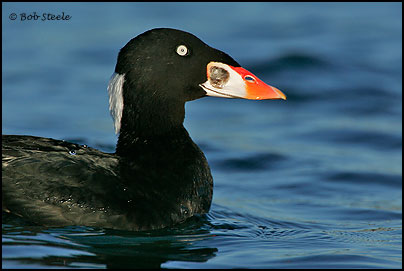 Surf Scoter (Melanitta perspicillata)