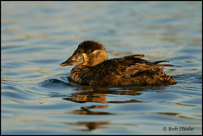 Surf Scoter (Melanitta perspicillata)