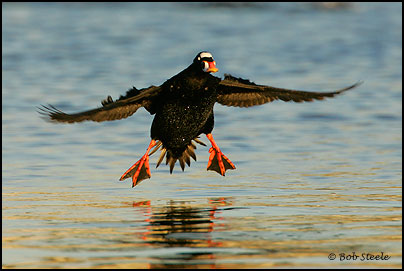 Surf Scoter (Melanitta perspicillata)