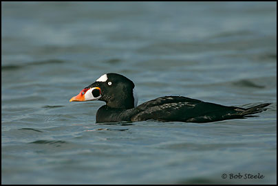 Surf Scoter (Melanitta perspicillata)