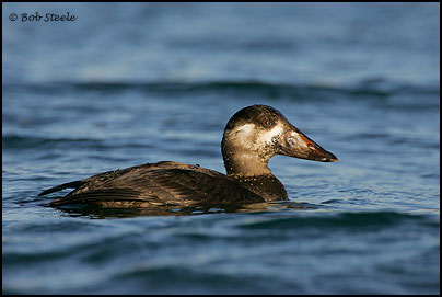 Surf Scoter (Melanitta perspicillata)