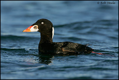 Surf Scoter (Melanitta perspicillata)