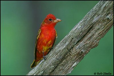 Summer Tanager (Piranga rubra)