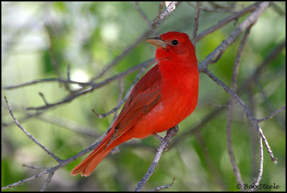 Summer Tanager (Piranga rubra)