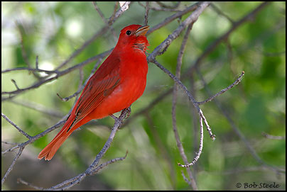 Summer Tanager (Piranga rubra)