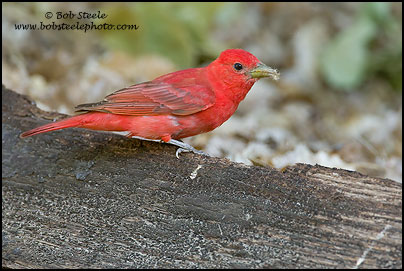 Summer Tanager (Piranga rubra)