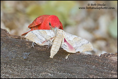 Summer Tanager (Piranga rubra)