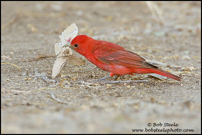 Summer Tanager (Piranga rubra)