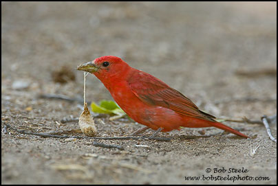 Summer Tanager (Piranga rubra)