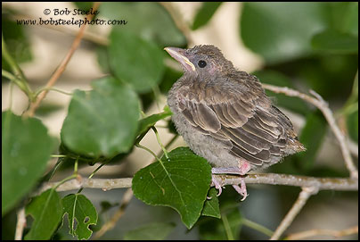 Summer Tanager (Piranga rubra)