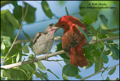 Summer Tanager (Piranga rubra)