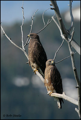 Swainson's Hawk (Buteo swainsoni)