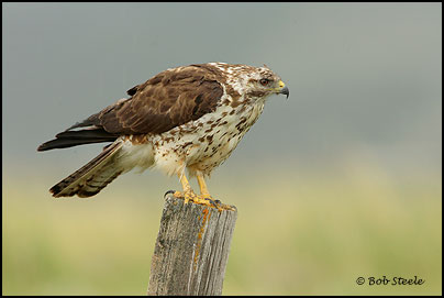 Swainson's Hawk (Buteo swainsoni)