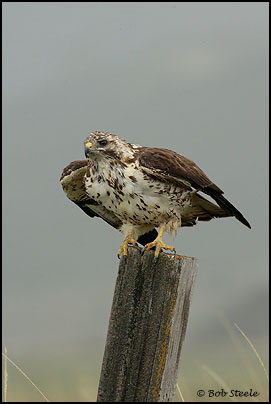 Swainson's Hawk (Buteo swainsoni)