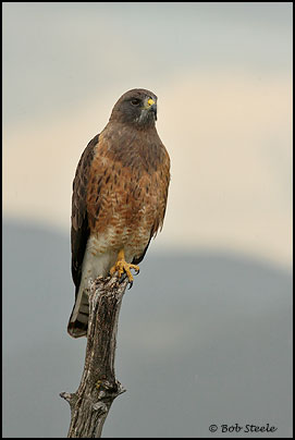 Swainson's Hawk (Buteo swainsoni)