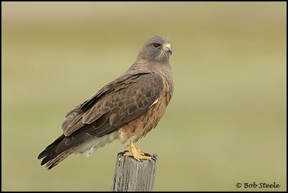 Swainson's Hawk (Buteo swainsoni)