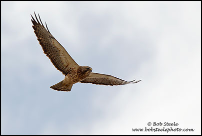 Swainson's Hawk (Buteo swainsoni)