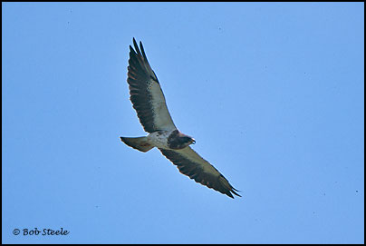 Swainson's Hawk (Buteo swainsoni)