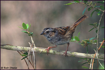Swamp Sparrow (Melospiza georgiana)