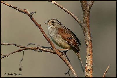 Swamp Sparrow (Melospiza georgiana)