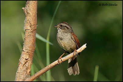 Swamp Sparrow (Melospiza georgiana)