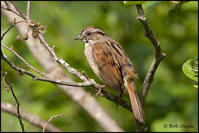 Swamp Sparrow (Melospiza georgiana)