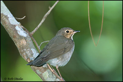 Swainson's Thrush (Catharus ustulatus)