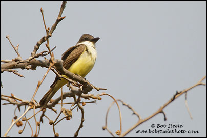 Thick-billed Kingbird (Tyrannus crassirostris)