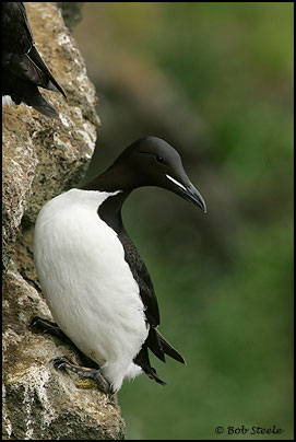 Thick-billed Murre (Uria lomvia)