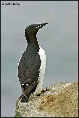 Thick-billed Murre (Uria lomvia)