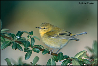 Tennessee Warbler (Vermivora peregrina)