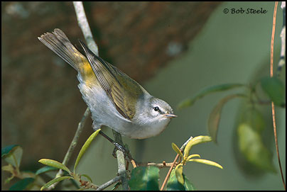Tennessee Warbler (Vermivora peregrina)