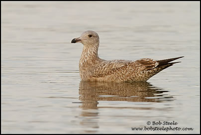 Thayer's Gull (Larus thayeri)